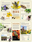 Bees