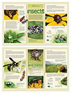 Beneficial insects